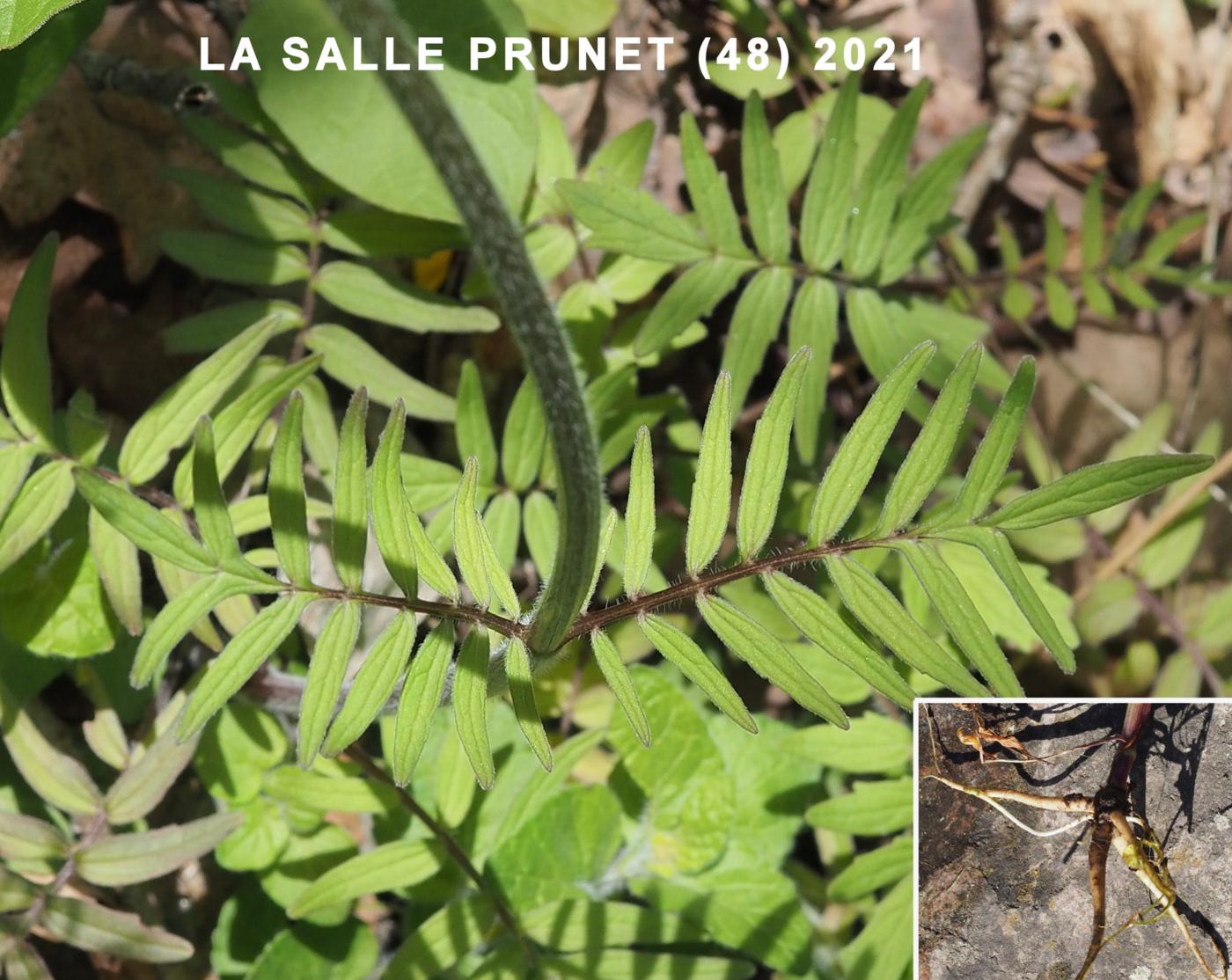 Valerian, Common leaf